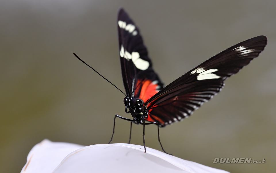 Doris longwing (Heliconius doris)